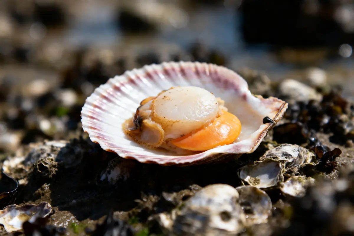 Coquille St Jacques bretonne ou normande : Quelle différence ?