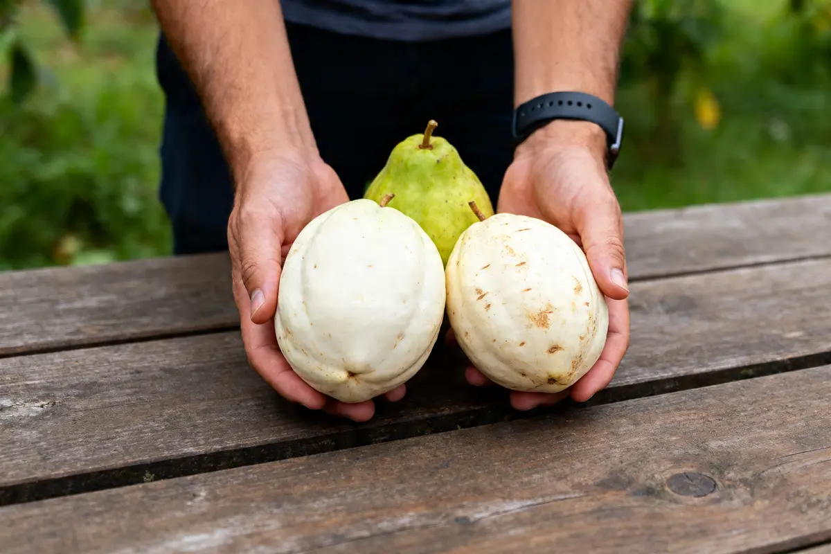 Fruit en I : la liste complète des fruits rares et originaux
